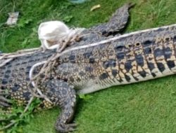 Masyarakat Pondok Kelapa Mendadak Geger, Seekor Buaya Tersangkut di Jaring Nelayan