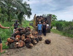 Turunnya Harga TBS Kelapa Sawit di Provinsi Bengkulu, Jadi Perhatian Serius Bagi Petani