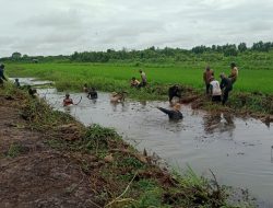Dukung Program Pemerintah Pusat, Distan Bengkulu Tengah Targetkan Bisa Surplus Beras