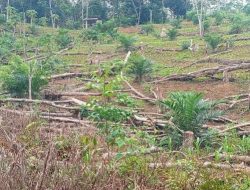 Berikut Unsur-Unsur Esensial Bagi Tanaman Sawit, Agar Hasil Lebih Optimal