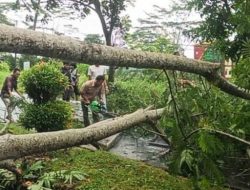 Cuaca Ekstrem, Pohon Tumbang di Kawasan Kantor Bupati Seluma Nyaris Timpa Pengendara