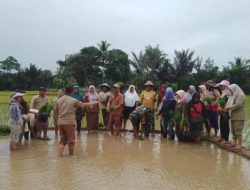 Bantu Petani Tanjung Raman Sukseskan Program Ketahanan Pangan, Babinsa Turun Langsung ke Sawah