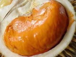 Festival Durian Varietas Unggul Lokal ke 2 Rejang Lebong, Akan Kembali Digelar Bulan Depan