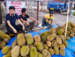 Musim Durian Telah Tiba, Pedagang Menunjukkan Kualitas Buah Durian