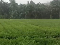 Diserang Penyakit Kuning, Petani Dikecamatan Seluma Selatan Terancam Gagal Panen