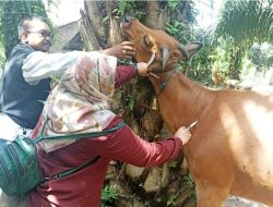 Penyakit Sapi Ngorok, Distan Bengkulu Selatan Dapat Bantuan 1.200 Dosis Vaksin