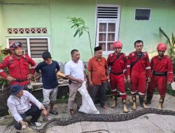 Tim Damkar Berhasil Evaluasi Ular Phyton Raksasa di Hotel Horizon