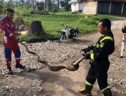 Tim Damkar Evakuasi Ular Dalam Kandang Ayam