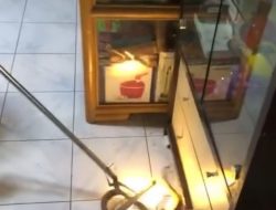 Ular Korba Masuk Rumah, Damkar Bengkulu Lakukan Evakuasi