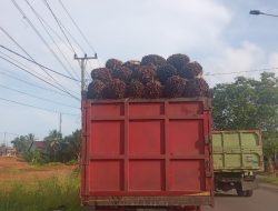 Polres Mukomuko Himbau, Seluruh Pemilik Truk Bermuatan TBS Kelapa Sawit Gunakan Jaring Penutup