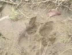 Jejak Kaki Diduga Harimau Ditemukan Di Air Dikit Mukomuko