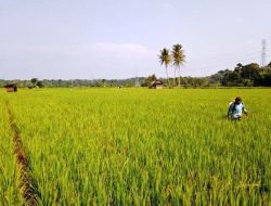 Distan Bengkulu Tengah Himbau Petani, Untuk Tidak Melakukan Alih Fungsi Lahan