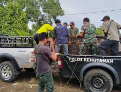 Usai Terkam Warga, Harimau Sumatera Mangsa Sapi di Mukomuko