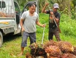 Jelang Bulan Ramadhan, Harga TBS Kelapa Sawit Diseluma Merosot