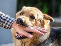 Kenali Penyebab Serta Cara Melakukan Pertolongan Pertama Pada Rabies