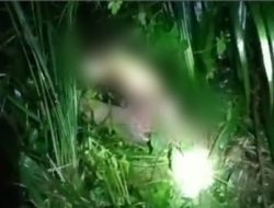 Diduga Diterkam Harimau, Remaja Tunggal Jaya Tewas Mengenaskan