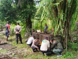 BKSDA Bengkulu Nonaktifkan 3 Perangkap Harimau Yang Terpasang Dimukomuko