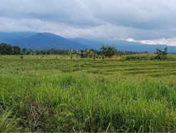 Petani Bengkulu Utara Keluhkan Serangan Hama Tikus Dan Burung Yang Memakan Padi