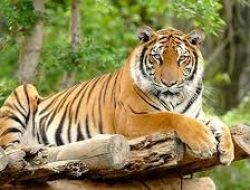 Pasca Warga Dimangsa Harimau, Dikbud Mukomuko Berlakukan Sekolah Daring Untuk 2 SD dan 1 SMP