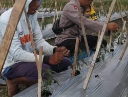 Polres BS Gelar Pantau Dan Rawat Cabai Dukung Program P2L