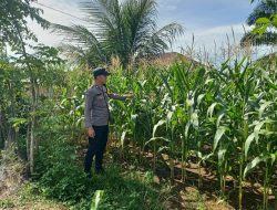 Polsek Manna Gelar Kegiatan Pantau Kebun Jagung