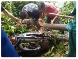 Pohon Tumbang Akibat Cuaca Ekstrem, Timpa Pengendara Motor di Lubuk Ngantungan Talo