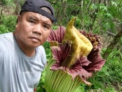 Heboh, Warga Bengkulu Tengah Menemukan Bunga Bangkai Raksasa