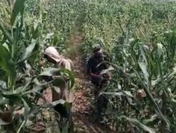 Hasil Panen Padi dan Jagung Dibengkulu Selatan Cukup Signifikan