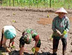 Dukung Program Swasembada Pangan Nasional, Babinsa dan PPL Jalin Sinergi