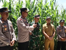 Polres Mukomuko Bersama Jajaran Lakukan Pemantauan Pertumbuhan Tanaman Jagung