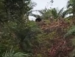 Warga Padang Tambak Digegerkan Munculnya Seekor Beruang Madu Diperkebunan Sawit