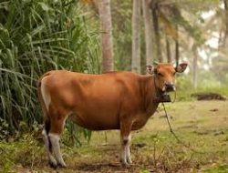 Cegah Penyakit PMK, Distan Benteng Mulai Laksanakan Program Vaksinasi
