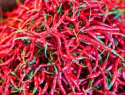 Harga Cabe Merah Dipasar Panorama Bengkulu Turun Drastis