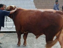 Hari Raya Idhul Adha 2025, Kota Bengkulu Mendapat 1 Ekor Sapi Untuk Kurban Dari Presiden Prabowo