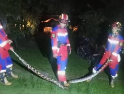 Selamatkan Warga Kota Bengkulu, Terhitung Dari Januari Hingga Saat Ini Damkar Evakuasi 50 Ekor Ular