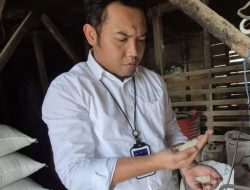 Buloq Cabang Rejang Lebong di Targetkan Mampu Menyerap Beras Petani Sebanyak 888 Ton