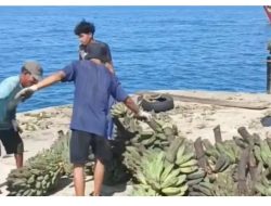 Ekonomi Pulau Enggano Lumpuh Total Petani Buang Hasil Bumi ke Laut