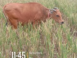 Tindak Pidana Pencurian 5 Ekor Sapi Oleh Oknum Asisten PT. AA Berbuntut Panjang