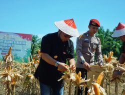 Perkuat Ketahanan Pangan Nasional, Bengkulu Panen 3.320 Ton Jagung