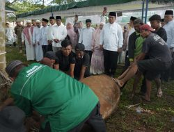 Bupati Asahan Tinjau Langsung  Penyembelihan Hewan Kurban,Sebanyak 111 Ekor
