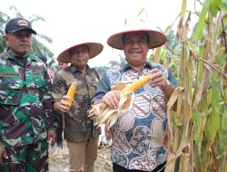 Bupati Asahan Ikuti Panen Raya Jagung Serentak, Yang Dipimpin Presiden Republik Indonesia