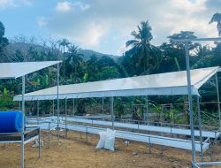 Tingkatkan Ketahanan Pangan dan Peluang Kerja, Bumdes Tanjung Balau Bangun 4 Unit Greenhouse